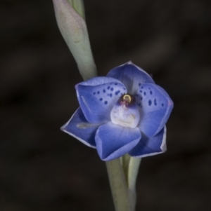 Thelymitra juncifolia at Bruce, ACT - suppressed