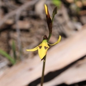 Diuris sulphurea at Bruce, ACT - suppressed