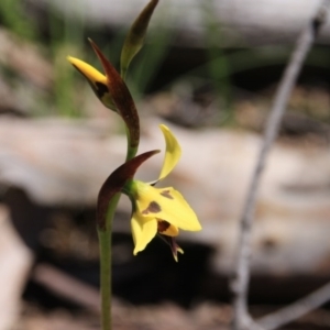 Diuris sulphurea at Bruce, ACT - suppressed