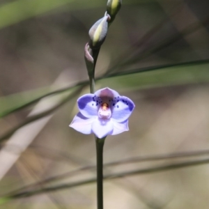 Thelymitra juncifolia at Bruce, ACT - suppressed