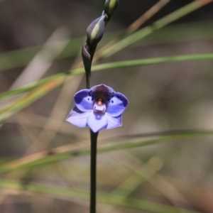 Thelymitra juncifolia at Bruce, ACT - suppressed