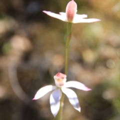 Caladenia moschata (Musky Caps) at Canberra Central, ACT - 27 Oct 2016 by petersan