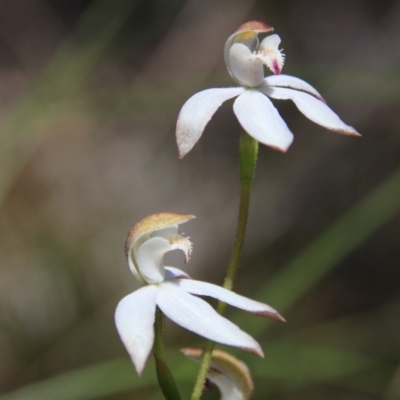 Caladenia moschata (Musky Caps) at Canberra Central, ACT - 27 Oct 2016 by petersan