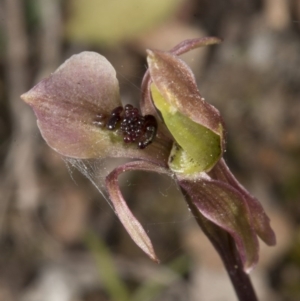 Chiloglottis trapeziformis at Bruce, ACT - suppressed