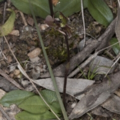 Chiloglottis trapeziformis at Bruce, ACT - 27 Oct 2016