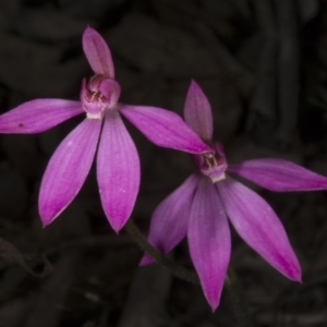 Caladenia carnea at Gungahlin, ACT - suppressed