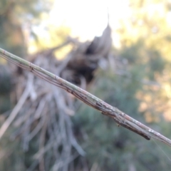 Tetragnatha sp. (genus) (Long-jawed spider) at Bonython, ACT - 26 Mar 2015 by MichaelBedingfield