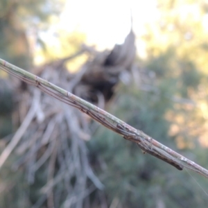 Tetragnatha sp. (genus) at Bonython, ACT - 26 Mar 2015 06:56 PM