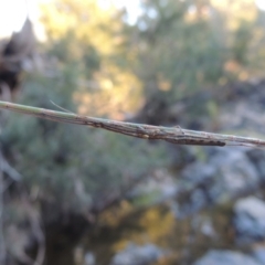 Tetragnatha sp. (genus) at Bonython, ACT - 26 Mar 2015