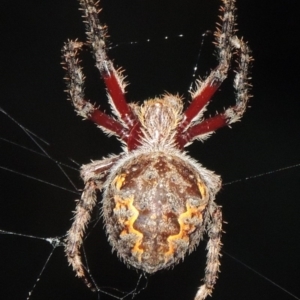 Hortophora transmarina at Tennent, ACT - 16 Feb 2015 09:28 PM