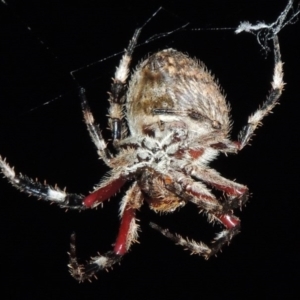 Hortophora transmarina at Tennent, ACT - 16 Feb 2015 09:28 PM