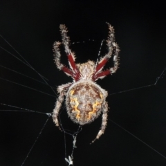 Hortophora transmarina at Tennent, ACT - 16 Feb 2015 09:28 PM