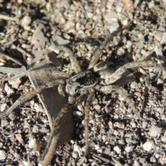 Venatrix sp. (genus) (Unidentified Venatrix wolf spider) at Conder, ACT - 27 Aug 2014 by michaelb