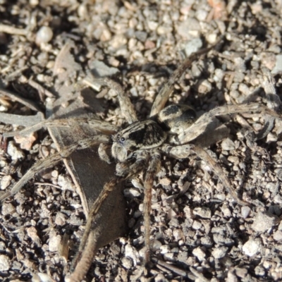 Venatrix sp. (genus) (Unidentified Venatrix wolf spider) at Conder, ACT - 27 Aug 2014 by MichaelBedingfield