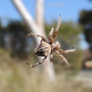 Socca pustulosa at Conder, ACT - 13 Sep 2015