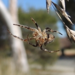 Socca pustulosa at Conder, ACT - 13 Sep 2015