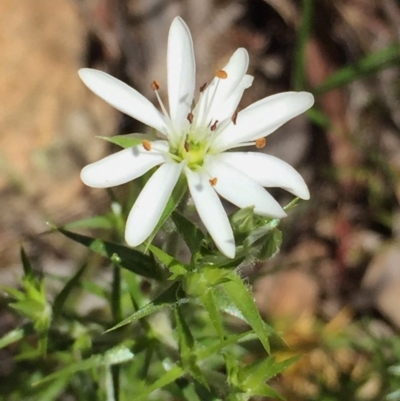 Stellaria pungens (Prickly Starwort) at Jerrabomberra, NSW - 28 Oct 2016 by Wandiyali