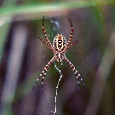 Argiope trifasciata (Banded orb weaver) at Greenway, ACT - 11 Feb 2007 by michaelb
