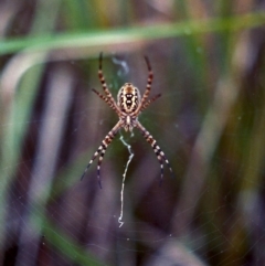 Argiope trifasciata at Greenway, ACT - 12 Feb 2007