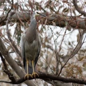 Egretta novaehollandiae at Wallaroo, NSW - 28 Oct 2016 08:35 AM