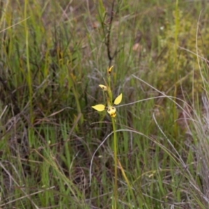 Diuris sulphurea at Murrumbateman, NSW - 28 Oct 2016