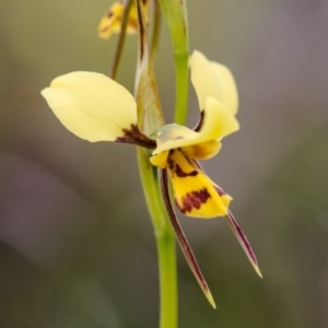 Diuris sulphurea at Murrumbateman, NSW - 28 Oct 2016