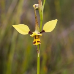 Diuris sulphurea at Murrumbateman, NSW - 28 Oct 2016