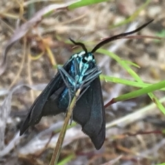 Pollanisus viridipulverulenta at Googong, NSW - 28 Oct 2016 01:01 PM