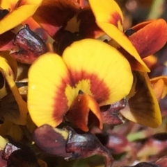 Daviesia mimosoides (Bitter Pea) at Jerrabomberra, NSW - 28 Oct 2016 by Wandiyali