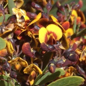 Daviesia mimosoides at Jerrabomberra, NSW - 28 Oct 2016