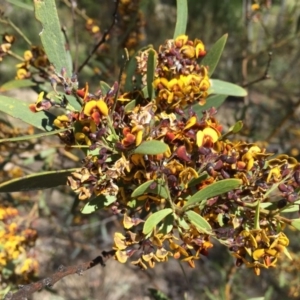 Daviesia mimosoides at Jerrabomberra, NSW - 28 Oct 2016