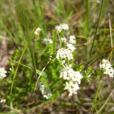 Asperula conferta (Common Woodruff) at Acton, ACT - 27 Oct 2016 by TimYiu