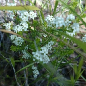 Asperula conferta at Acton, ACT - 27 Oct 2016 10:08 AM