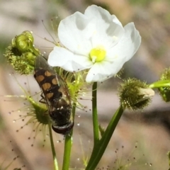 Drosera gunniana (Pale Sundew) at Wandiyali-Environa Conservation Area - 28 Oct 2016 by Wandiyali