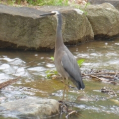 Egretta novaehollandiae (White-faced Heron) at Mount Ainslie to Black Mountain - 28 Oct 2016 by JanetRussell