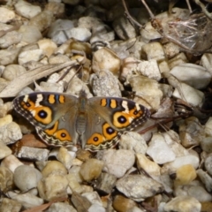 Junonia villida (Meadow Argus) at Aranda, ACT - 27 Feb 2015 by JanetRussell