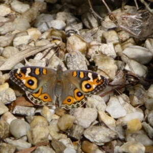 Junonia villida at Aranda, ACT - 27 Feb 2015 12:00 AM