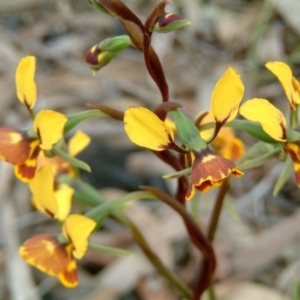 Diuris semilunulata at Farrer Ridge - 22 Oct 2016