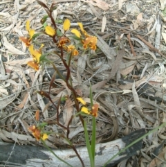 Diuris semilunulata at Farrer Ridge - 22 Oct 2016