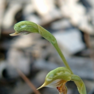 Oligochaetochilus aciculiformis at Farrer Ridge - 28 Oct 2016