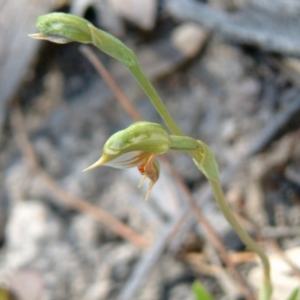 Oligochaetochilus aciculiformis at Farrer Ridge - 28 Oct 2016