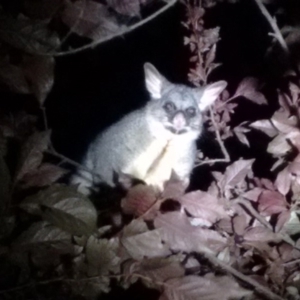 Trichosurus vulpecula at Macquarie, ACT - 27 Oct 2016 08:44 PM