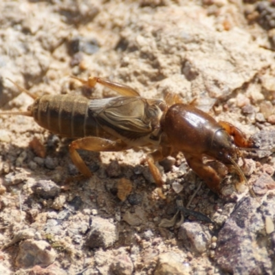 Gryllotalpa nitidula (Mole Cricket) at Symonston, ACT - 17 Oct 2016 by roymcd