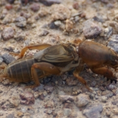 Gryllotalpa nitidula at Symonston, ACT - 18 Oct 2016