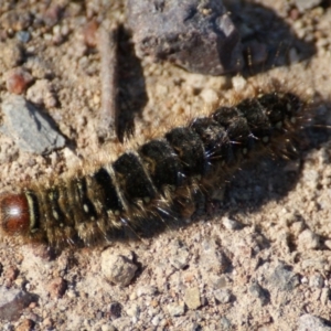 Pterolocera undescribed species at Garran, ACT - 18 Oct 2016