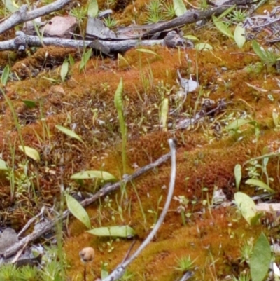 Ophioglossum lusitanicum (Adder's Tongue) at Belconnen, ACT - 22 Oct 2016 by catherine.gilbert