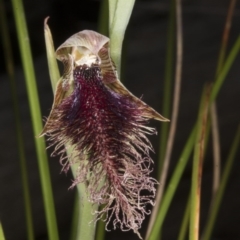 Calochilus platychilus (Purple Beard Orchid) at Acton, ACT - 28 Oct 2016 by DerekC