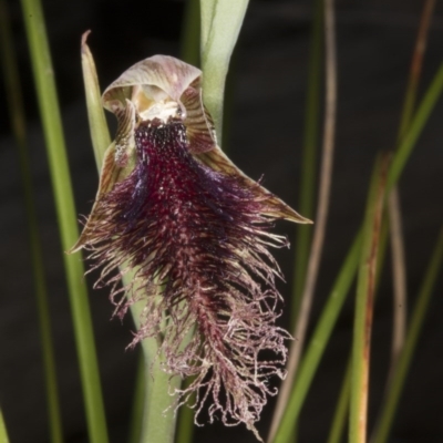 Calochilus platychilus (Purple Beard Orchid) at Acton, ACT - 28 Oct 2016 by DerekC