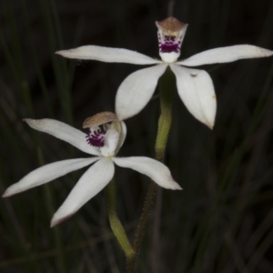 Caladenia cucullata at Acton, ACT - suppressed