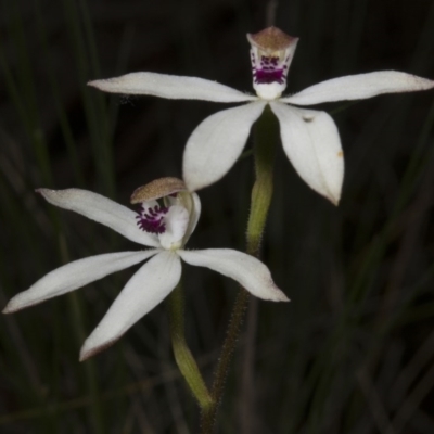 Caladenia cucullata (Lemon Caps) at Acton, ACT - 28 Oct 2016 by DerekC